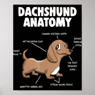Hund Gift | Anatomy Dachshund Funny Weiner Poster