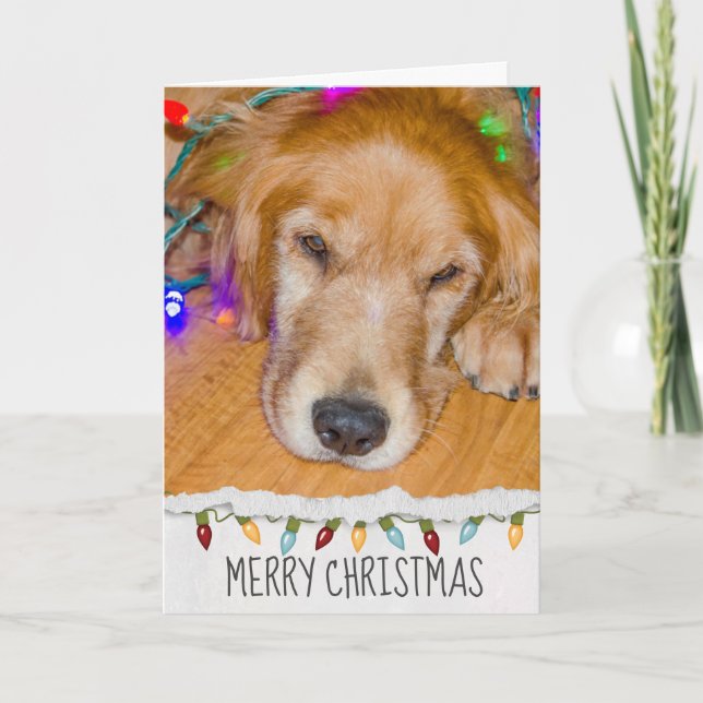 Hund Golden Retriever i julklapp ljus Kort (Framsida)