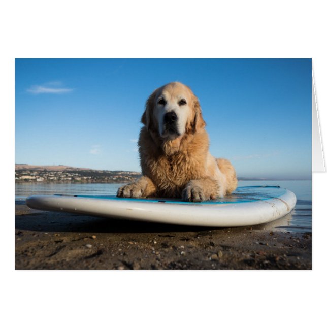 Hund Golden Retriever på en häftklammer Hälsningskort (Framsidan Horizontal)