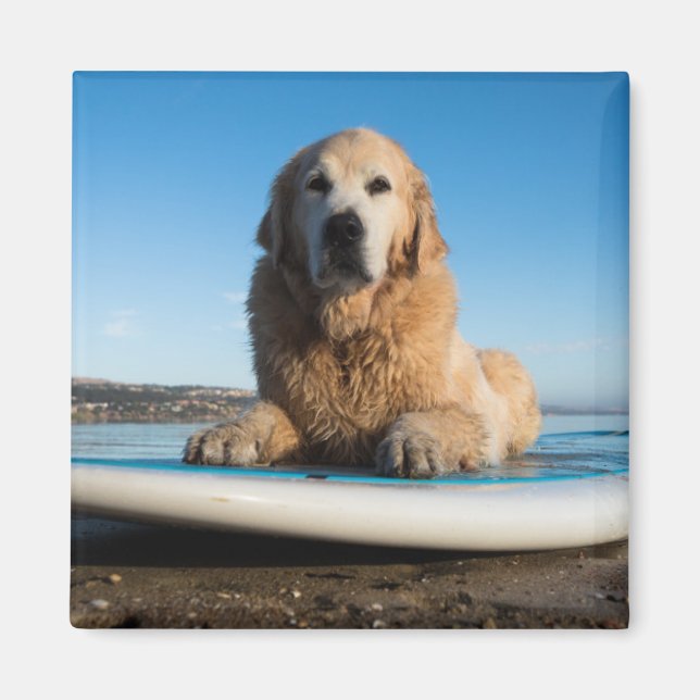 Hund Golden Retriever på en häftklammer Magnet (Framsidan)