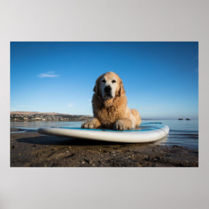 Hund Golden Retriever på en häftklammer Poster