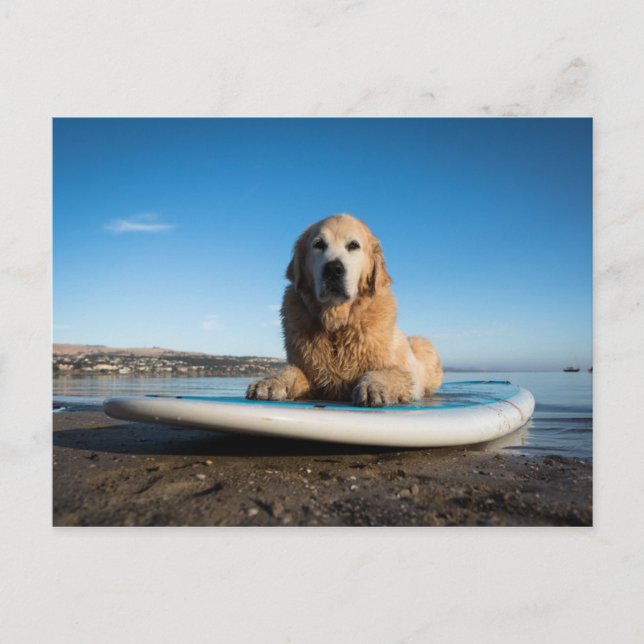 Hund Golden Retriever på en häftklammer Vykort (Framsida)