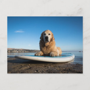 Hund Golden Retriever på en häftklammer Vykort