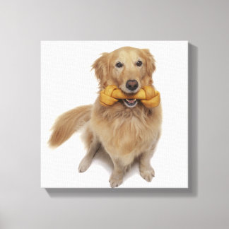 Hund Golden Retriever som håller ben i munnen Canvastryck
