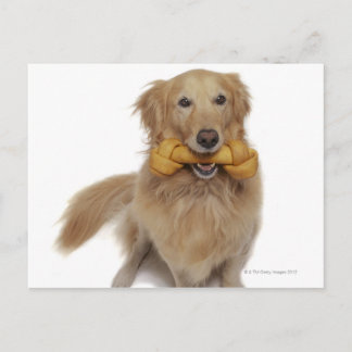Hund Golden Retriever som håller ben i munnen Vykort