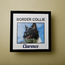 Hund Gräns Collie Anpassningsbar Poster