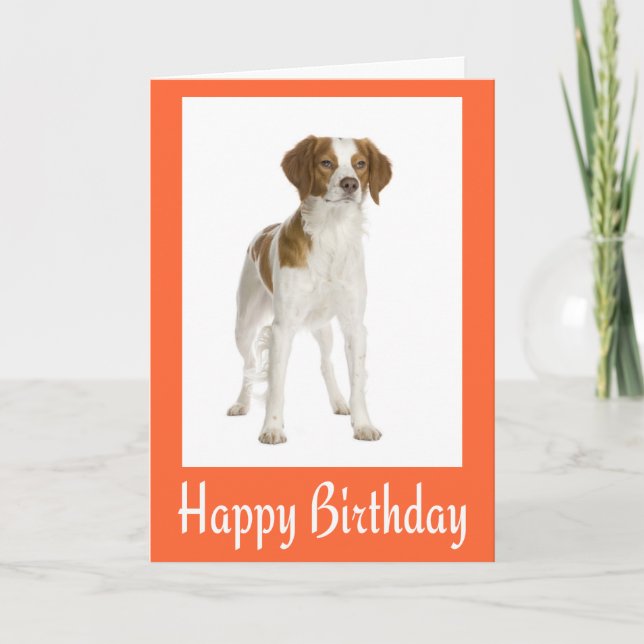 Hund Grattis på födelsedagen Brittany Puppy Kort (Framsida)
