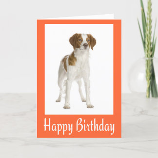 Hund Grattis på födelsedagen Brittany Puppy Kort