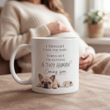 Hund Graviditets Annonsering Fransk Bulldog