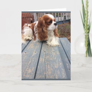 Hund Greeting Card Kort