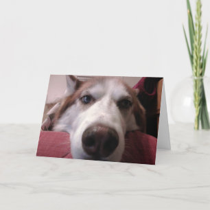 Hund Greeting Card Kort