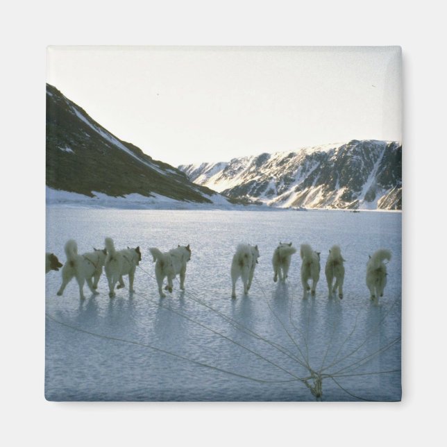 Hund, Grönland Magnet (Framsidan)