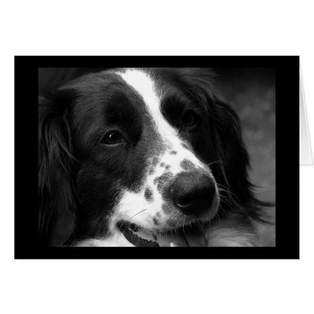  hund hälsningskort (Framsidan Horizontal)