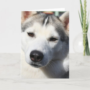 Hund-hälsningskort för siberian husky kort