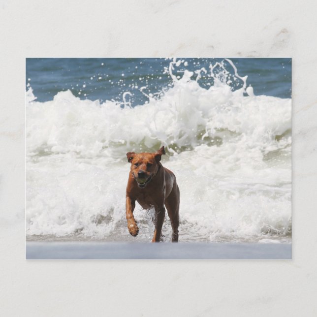 Hund - här Komar jag... Vykort (Framsida)