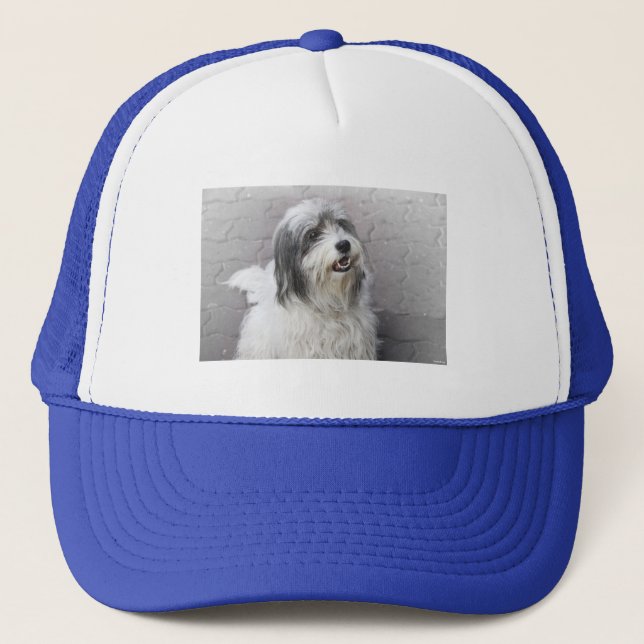 Hund Hat Keps (Framsida)