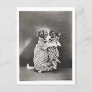 Hund Holding Cat and Wearing Clothes Vintage Odnes Vykort
