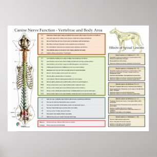 Hund Hund Spinal Nerves funktion Veterinär Poster