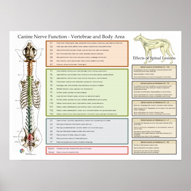 Hund Hund Spinal Nerves funktion Veterinär Poster (Framsidan)