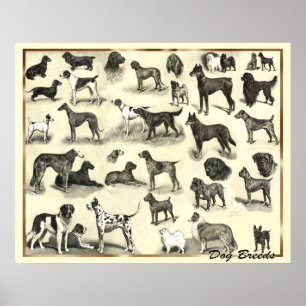 Hund - Hundraser - Hunds Print Hundar Poster