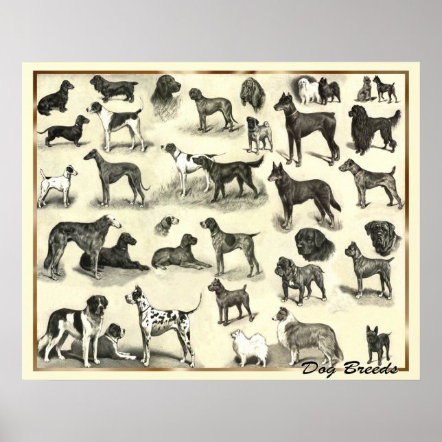 Hund - Hundraser - Hunds Print Hundar Poster (Framsidan)