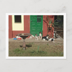 hund hus vykort