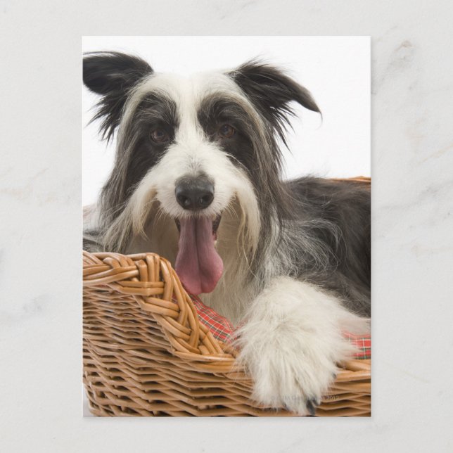HUND i BASKET 2 Vykort (Framsida)