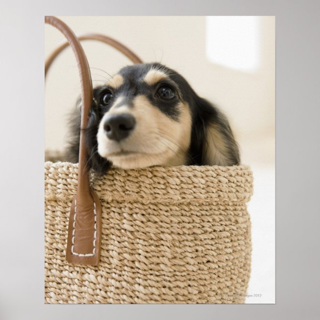 HUND i BASKET Poster (Framsidan)
