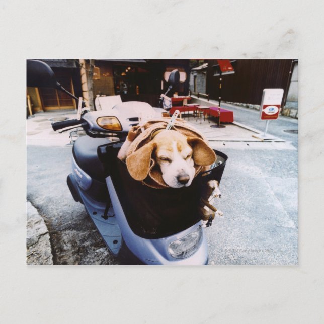 Hund i Basket vid Motorscooter Vykort (Framsida)