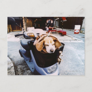 Hund i Basket vid Motorscooter Vykort