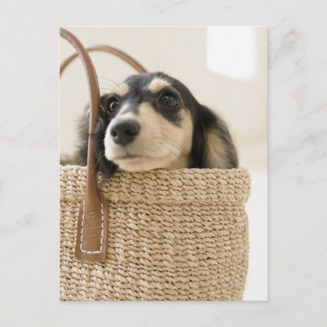 HUND i BASKET Vykort (Framsida)