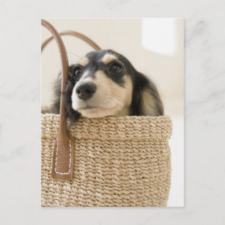 HUND i BASKET Vykort