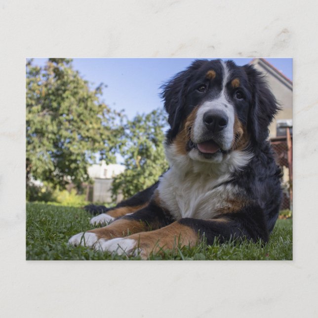 hund i bergsområden vykort (Framsida)