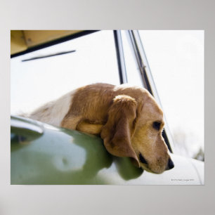 Hund i bil poster