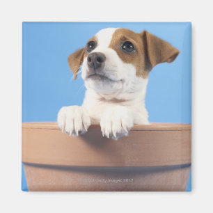 Hund i blomkruka magnet
