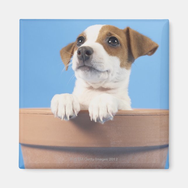 Hund i blomkruka magnet (Framsidan)