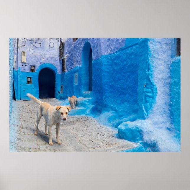 Hund i Blue City Poster (Framsidan)