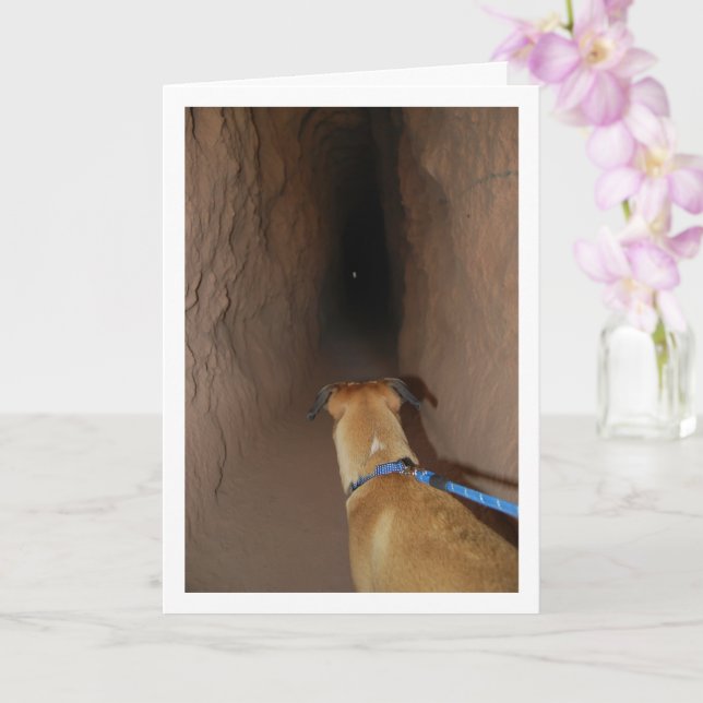 Hund i Cave Kort (Orkide)