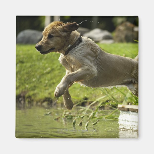 Hund i dammen magnet (Framsidan)