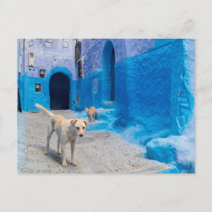 Hund i den blå staden vykort