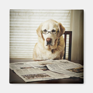 Hund i den rutinmässiga morgonen magnet