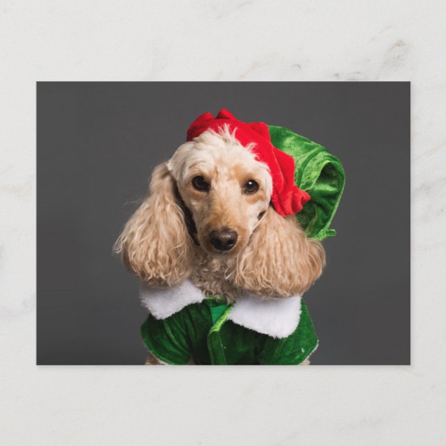 Hund i Elf Costume Vykort (Framsida)