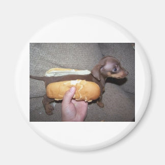Hund i en bun magnet