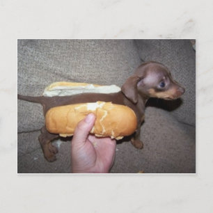 Hund i en bun vykort
