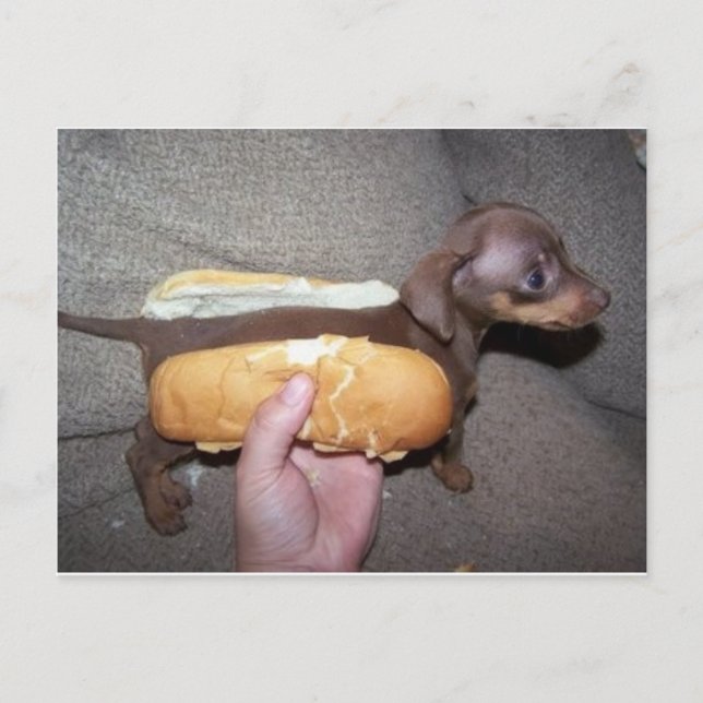 Hund i en bun vykort (Framsida)