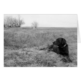 Hund i Fält-kort Hälsningskort