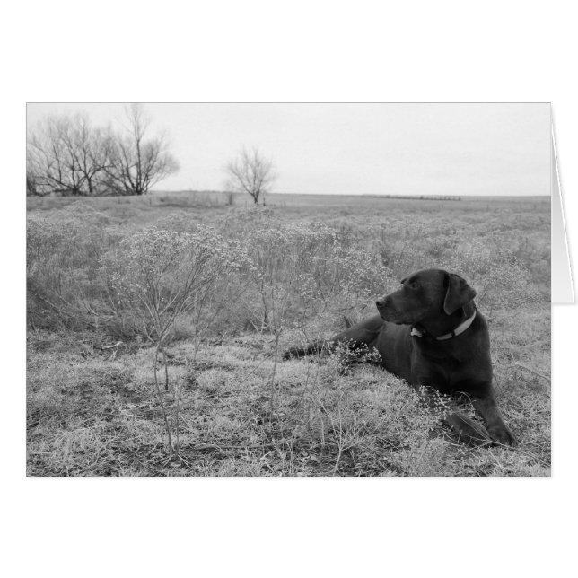 Hund i Fält-kort Hälsningskort (Framsidan Horizontal)