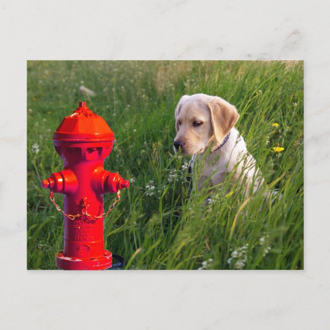 Hund i Fält med brandhydrant Vykort (Framsida)