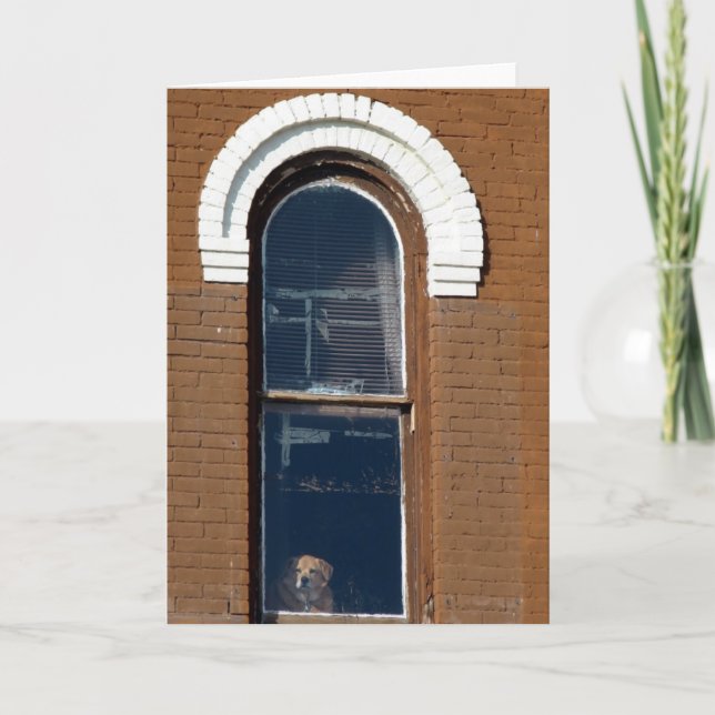 Hund i fönster kort (Framsida)