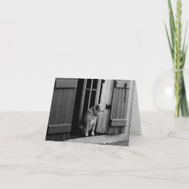 Hund i förarkortet tack kort